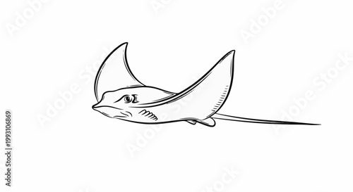 Sketch of a stingray swimming with wide pectoral fins and long tail