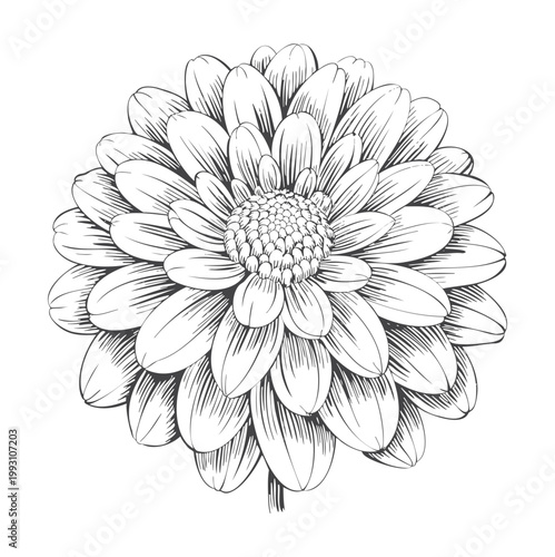 dahlia flower in classic engraving line art.