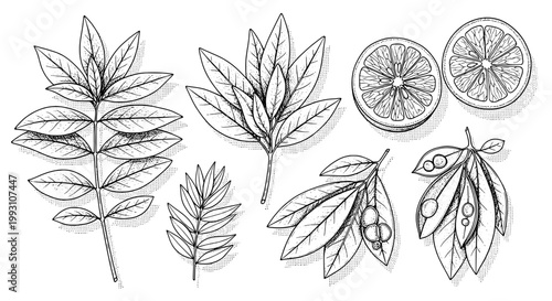 Branch botanical sketch set with olive, leaves, olives, and citrus slices for nature, farm, and vintage logo design