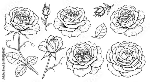Roses hand drawn set with thin line art petals and leaves, botanical tattoo style design for prints and stationery