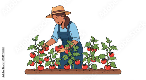 Woman picking tomatoes in garden.