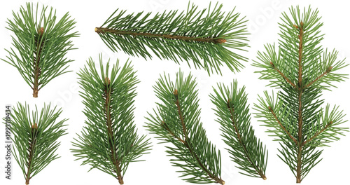 Collection of pine tree branches with green needles and brown stems pine branch pine needles evergreen
