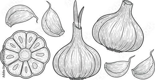 Garlic engraving vector illustration set. Hand drawn bulbs, cloves, sprouting garlic and cross section. Botanical line art in vintage style for food packaging and organic design.