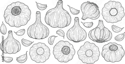 Garlic engraving vector mega set. Hand drawn bulbs, cloves and cross sections collection. Botanical line art in vintage style for food packaging and menu design.