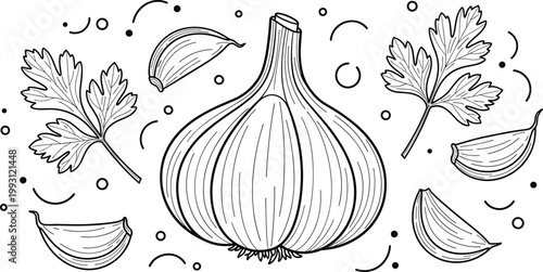 Garlic and parsley engraving vector illustration. Hand drawn bulb with cloves and herbs composition. Botanical line art in vintage style for food packaging and recipe design.