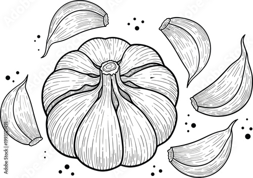 Garlic engraving vector illustration. Hand drawn top view bulb with floating cloves. Botanical line art in vintage style for food packaging and organic ingredient design.