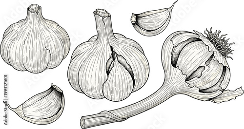 Garlic engraving vector set. Hand drawn bulb, cloves and whole plant with stem. Botanical line art illustration in vintage style for food packaging and organic design.