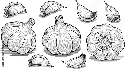 Garlic engraving vector set. Hand drawn bulb, cloves and cross section collection. Botanical line art illustration in vintage style for food packaging and menu design.
