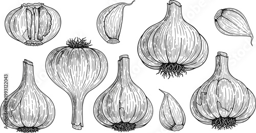 Vintage garlic engraving vector set. Hand drawn bulb and clove collection. Botanical food illustration in monochrome style for packaging, menu and organic product design.