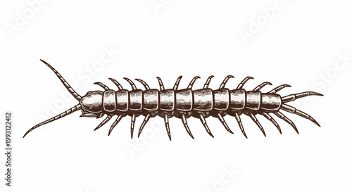 Detailed sepia-toned sketch of a long, segmented centipede with numerous legs