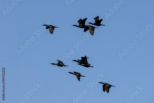 Flock of Australian Little Black Cormorants in flight