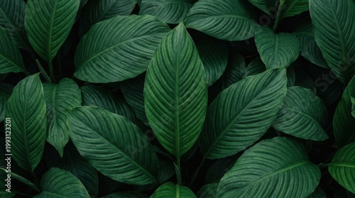 Lush Green Leaves Create An Overlapping Pattern Highlighting Intricate Vein Details Illuminated By Soft Natural Lighting
