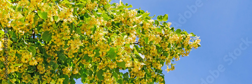 Bright yellow flowers bloom on a tree under a clear blue sky in springtime showcasing nature's beauty