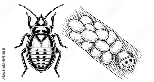 Bed Bug and Eggs Black and White Vector Illustration