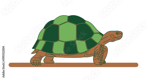 Side view illustration of a tortoise with a green patterned shell walking slowly