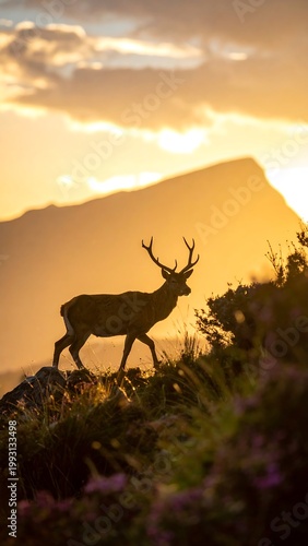 Deer Silhouette at Sunset on Mountain.