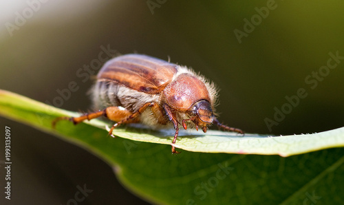 Junikäfer, gerippter Brachkäfer, auf einem Blatt im Freien