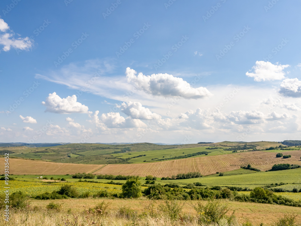 Fototapeta premium Golden field under blue sky with clouds summer landscape
