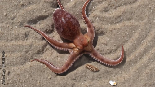 砂地に体を平らにして黄土色に変わるタコの擬態