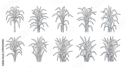 Collection of hand-drawn sugarcane plants in sketch style.