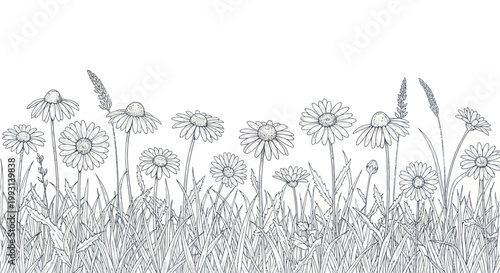 Hand-drawn line art of chamomile flowers and grass in a meadow.