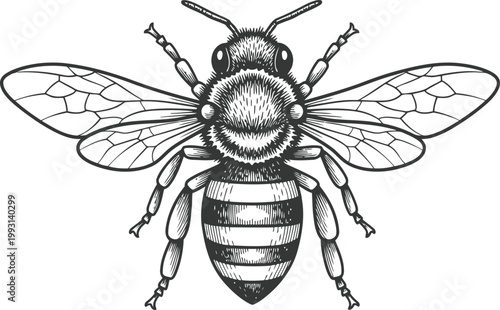 Detailed bee illustration with outstretched wings on a white background