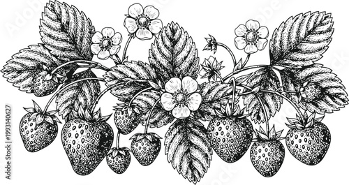 Detailed botanical ripe strawberries with leaves and blossoms on a white background