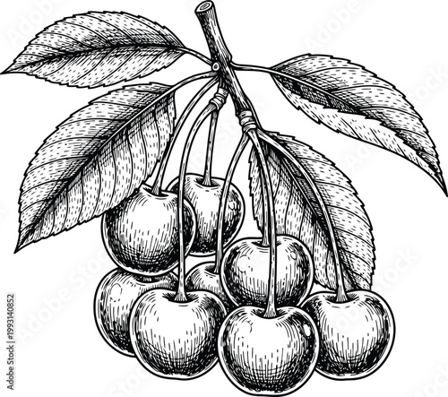 Detailed etching of ripe cherries on a branch with leaves during summer