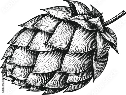 Detailed hop cone illustration with vintage engraving style on a white background for brewing and agriculture concepts
