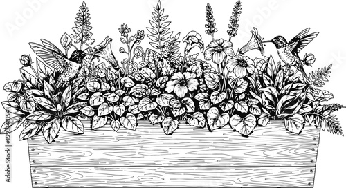 Detailed ink drawing of hummingbirds feeding on blooming flowers in a rustic wooden planter during daytime
