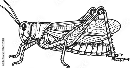 Detailed line drawing of a grasshopper on a white background
