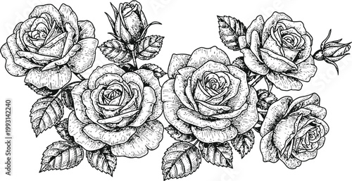 Detailed Sketch of a Rose Garland with Buds and Leaves in a Classic Botanical Style