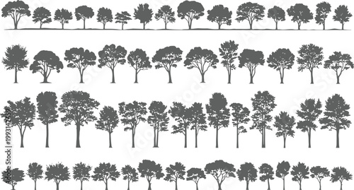 Diverse deciduous and coniferous trees rendered in a classic engraving style for naturalistic design