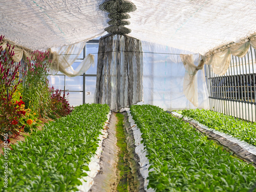 グリーンハウスで植物を栽培する風景