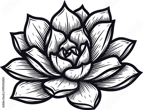 Echeveria succulent plant detailed linocut illustration on white background