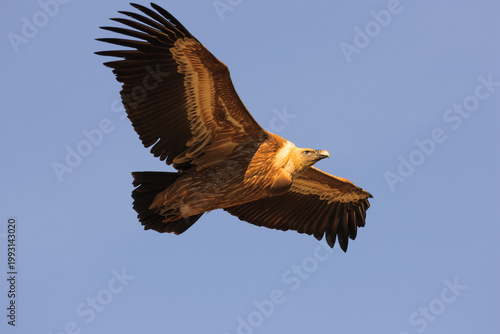 Griffon vulture (Gyps fulvus) gliding in flight.