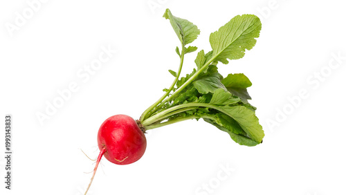 Fotografia Fresh red radish with green leaves grown in a garden during daytime in spring se