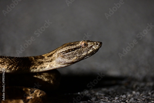 Canvas Print Close-up of Sakishima Habu Snake Head (Protobothrops elegans) in Iriomote Island