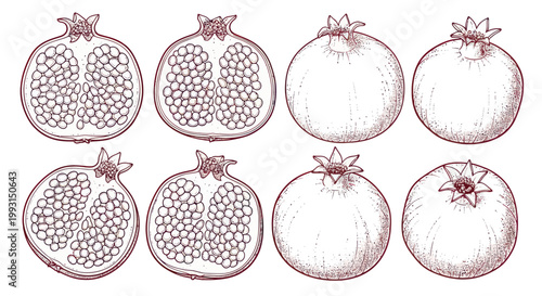 Hand drawn pomegranates fruit set, botanical sketch of whole and sliced fresh pomegranates.