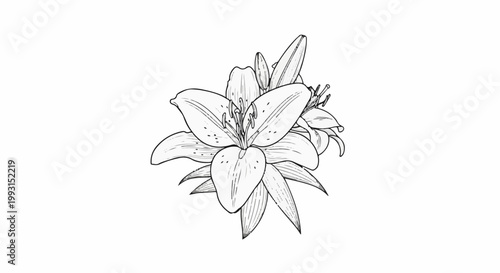 Delicate line drawing of a blooming lily flower cluster against a white background