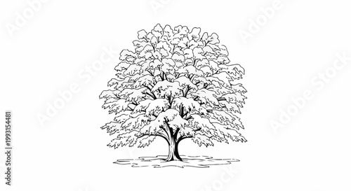 Black and white drawing of a large deciduous tree covered in snow