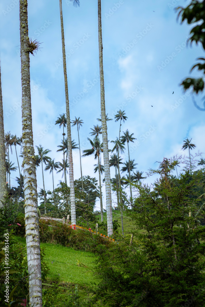 Fototapeta premium Image showing a group of wax palms, palm trees over 20 meters tall. These forests are located in Colombia, Quindio department in a place called the Cocora Valley.