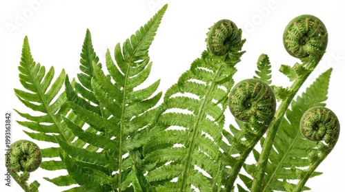 Fresh green fern fronds with curled fiddleheads, isolated on a white background, lush botanical texture, elegant tropical foliage mood, ultra-realistic, no logos.