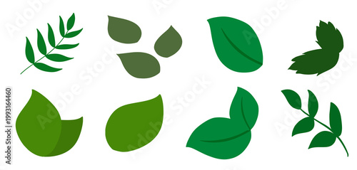 Tropical leaves on white background vector illustration