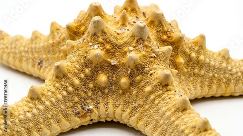 Yellow starfish isolated on a white background, bumpy marine texture, coastal summer charm and oceanic detail, ultra-realistic, no logos.