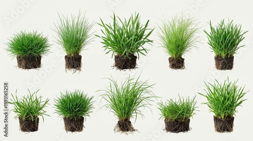 Isolated green grass tufts for landscape design, varied blade lengths, fresh natural color and realistic root density, crisp botanical detail with bright neutral studio light, ultra-realistic, no