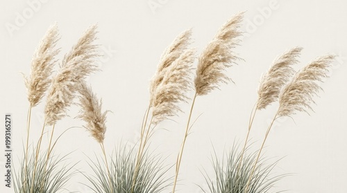 Wild pampas grass clumps isolated on a clean background, feathery plumes, slender stems and soft beige tones with delicate movement, airy botanical elegance in bright natural light, ultra-realistic,