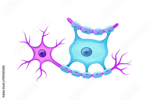 Oligodendrocyte vector isolated on white background. Glial cells.
