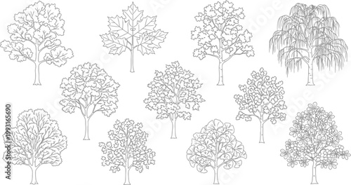 Set of Hand Drawn Tree Silhouettes and Botanical Line Art Illustrations for Graphic Design and Nature Projects