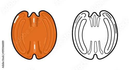 Pecan nut vector illustration with outline version